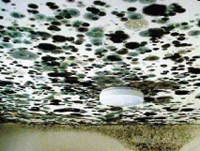 Mold Ceiling in Home